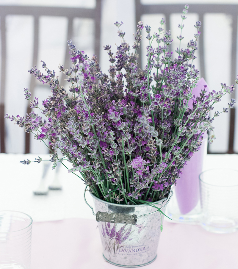 lavender love