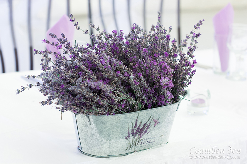 lavender love